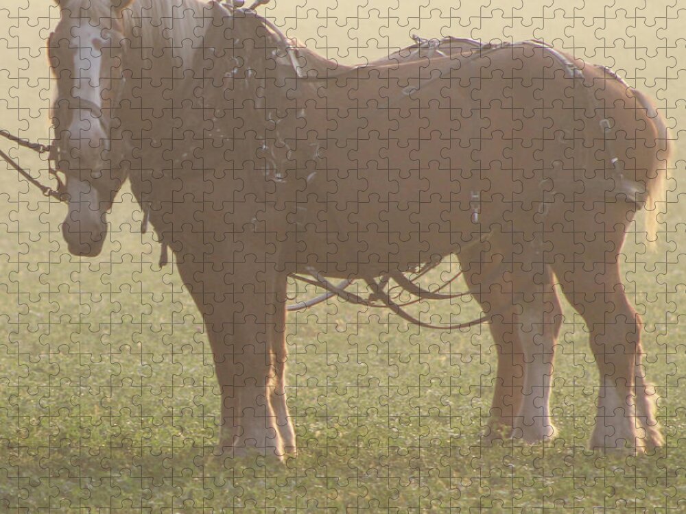 Horse Jigsaw Puzzle featuring the photograph Team in the Mist by Lois Tomaszewski