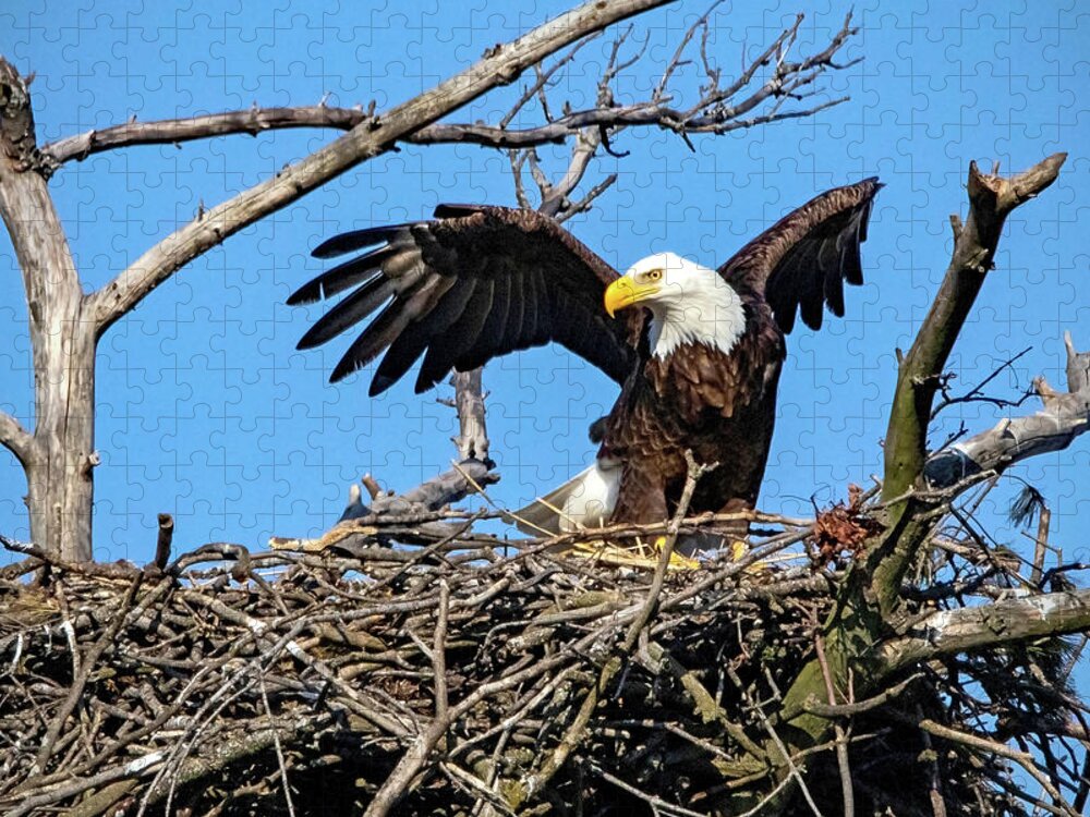 Eagle Jigsaw Puzzle featuring the photograph Tending the Nest by Ira Marcus