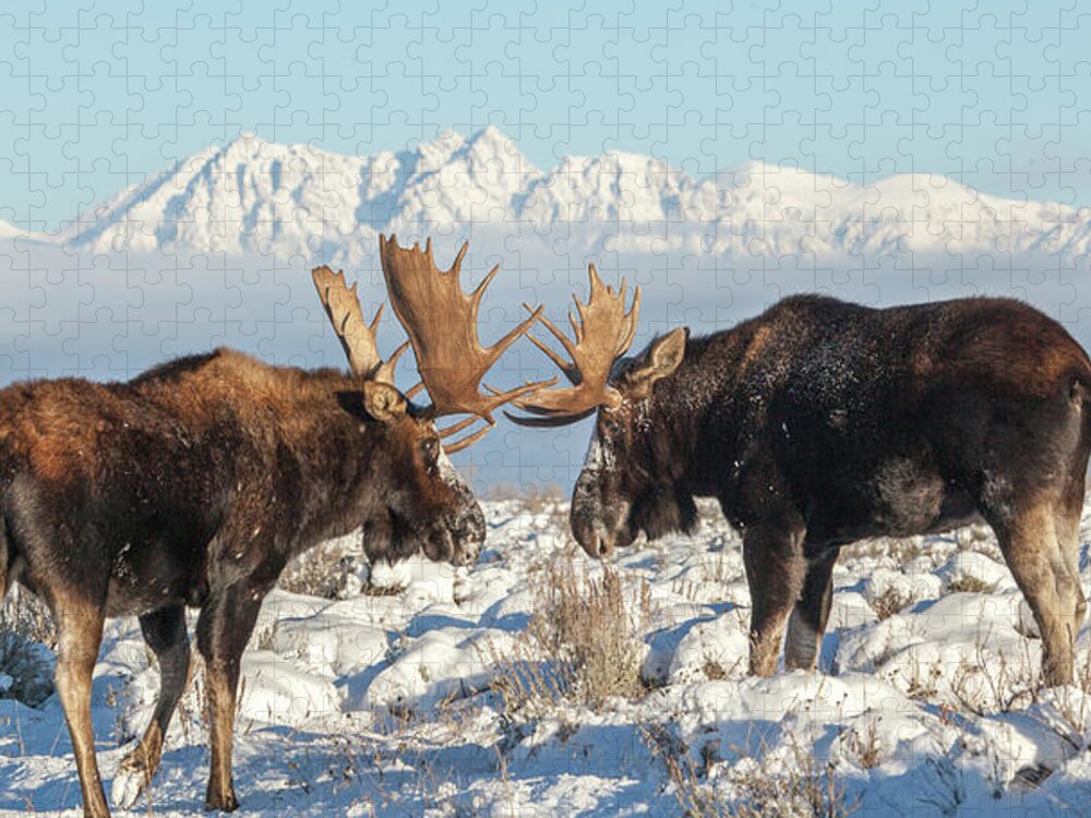 Jon Jigsaw Puzzle featuring the photograph Teton Heavyweights by Kevin Dietrich