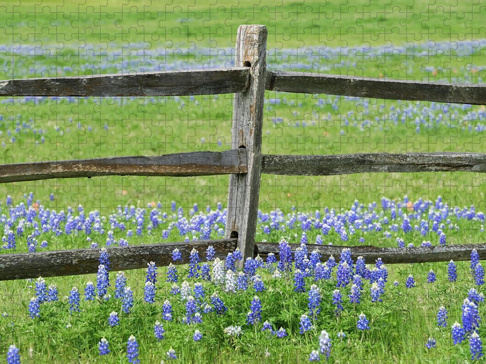 Ennis Jigsaw Puzzle featuring the photograph Texas Bluebonnets Along Fence Line by Robert Bellomy