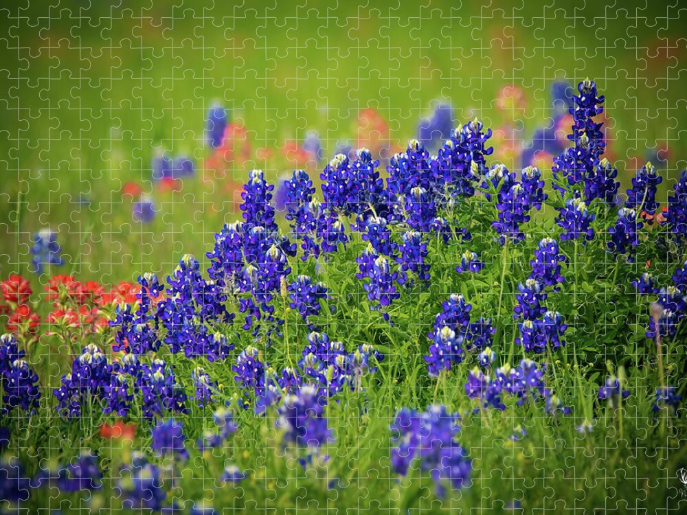 Bluebonnets Jigsaw Puzzle featuring the photograph Texas Wildflowers by Pam Rendall