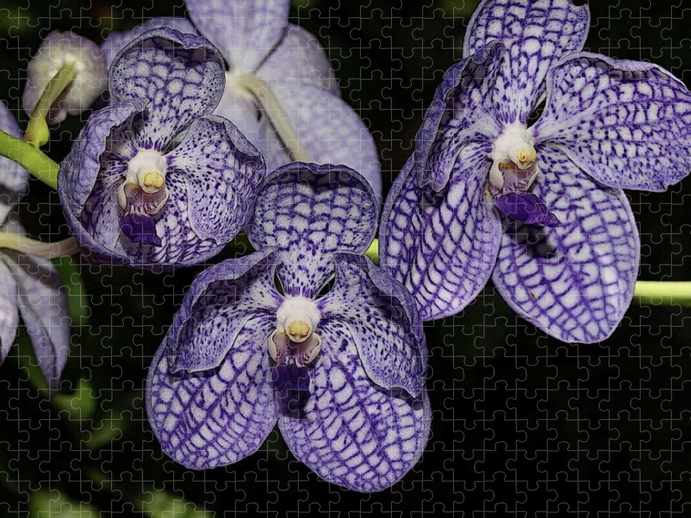 Orchid Jigsaw Puzzle featuring the photograph Textured Orchid Flowers 2 by Mingming Jiang