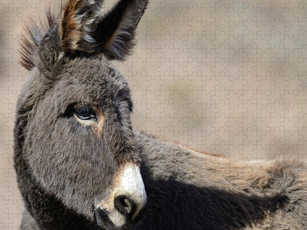 Wild Burros Jigsaw Puzzle featuring the photograph That face by Mary Hone