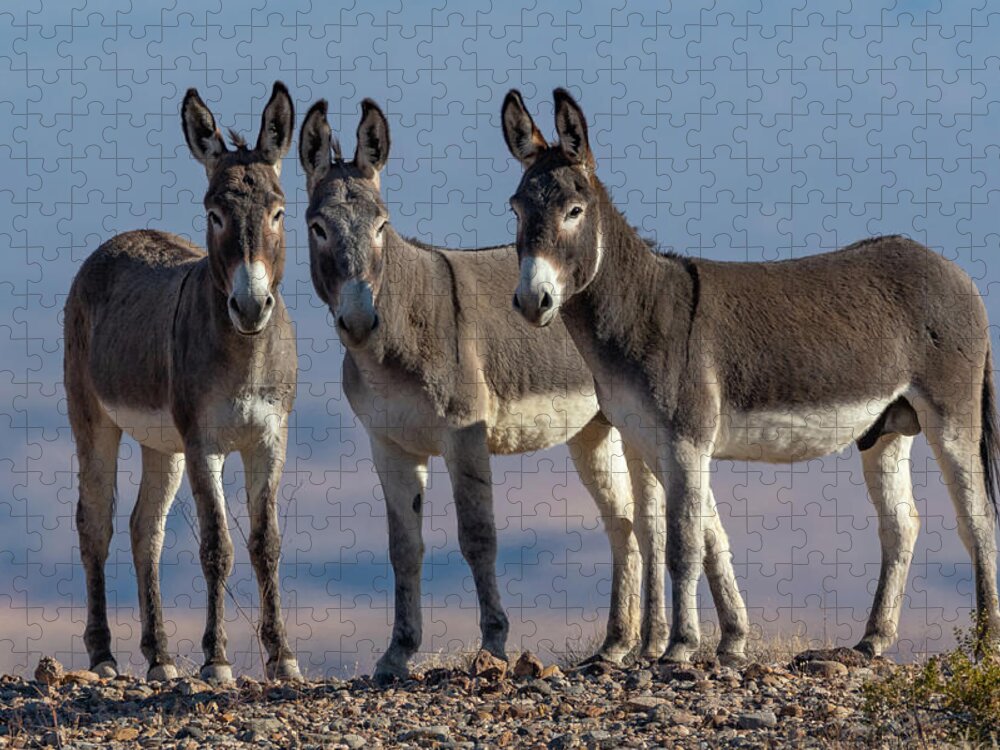 Wild Burros Jigsaw Puzzle featuring the photograph The 3 Amigos by Mary Hone