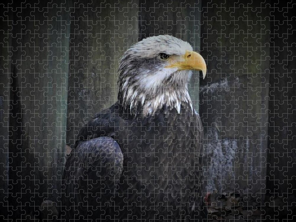 Eagle Jigsaw Puzzle featuring the photograph The Bald Eagle by Carl Moore
