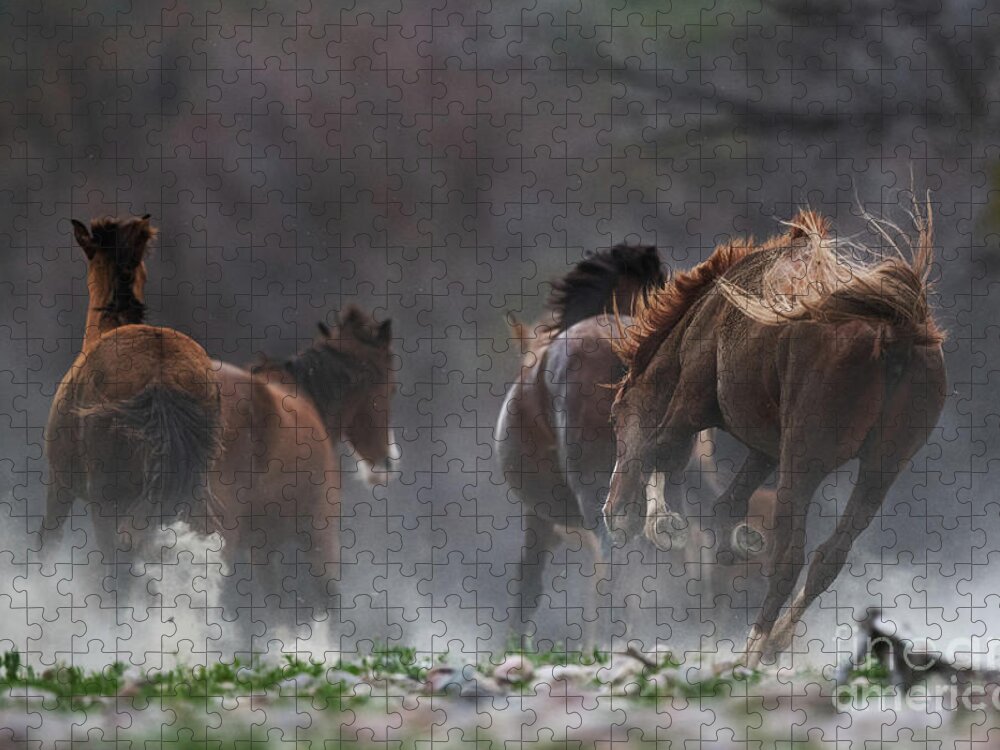 Stallion Jigsaw Puzzle featuring the photograph The Chase by Shannon Hastings