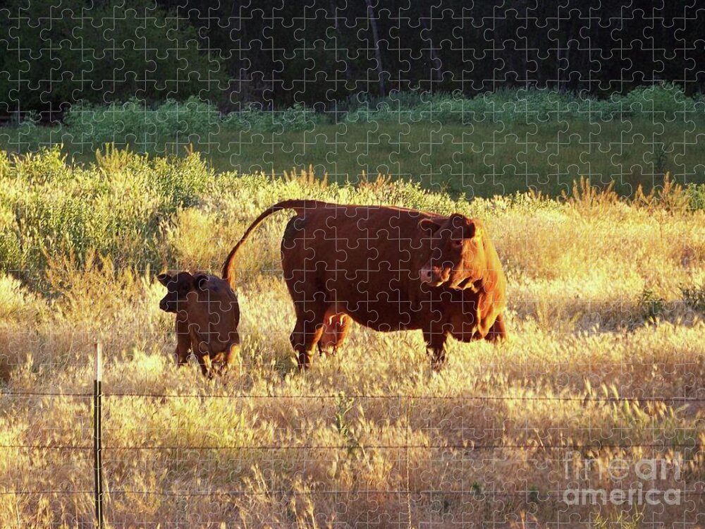 Animals Jigsaw Puzzle featuring the photograph The Cow and Her Calf by Julie Rauscher