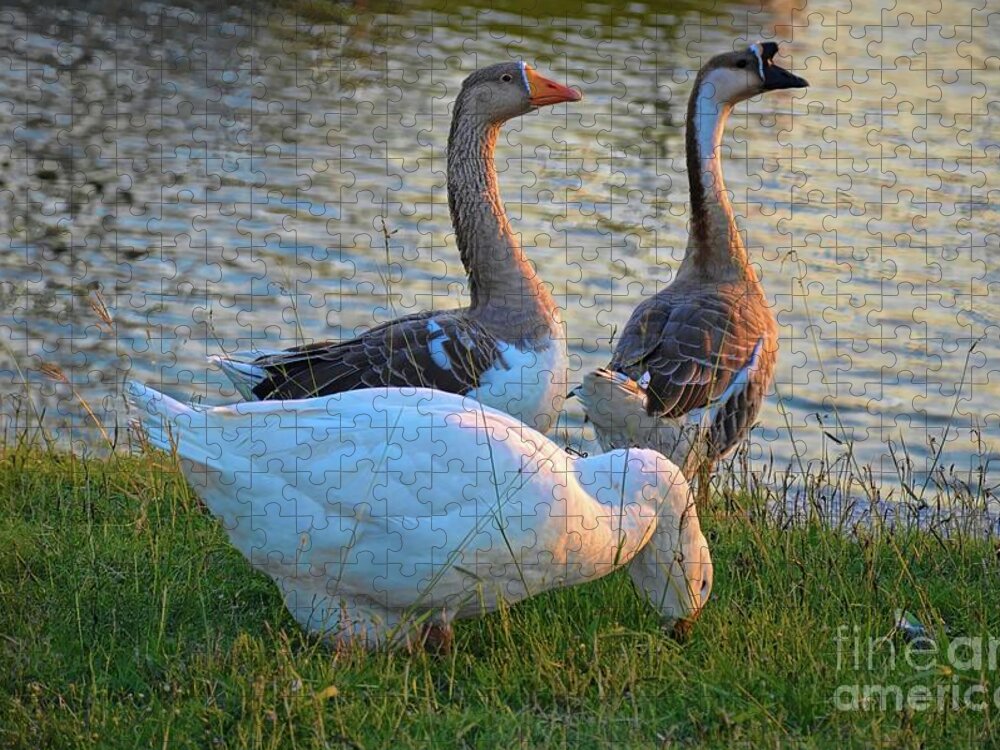 Geese Jigsaw Puzzle featuring the photograph The Crew at Sunrise by Diana Mary Sharpton