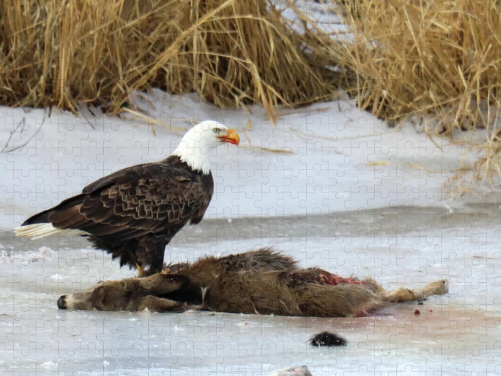 Bald Eagle Jigsaw Puzzle featuring the photograph The dead and the living by Jeff Swan