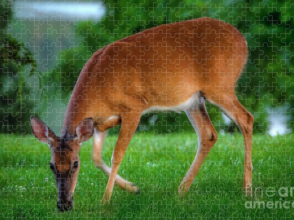 Deer Jigsaw Puzzle featuring the photograph The Deer by Shelia Hunt