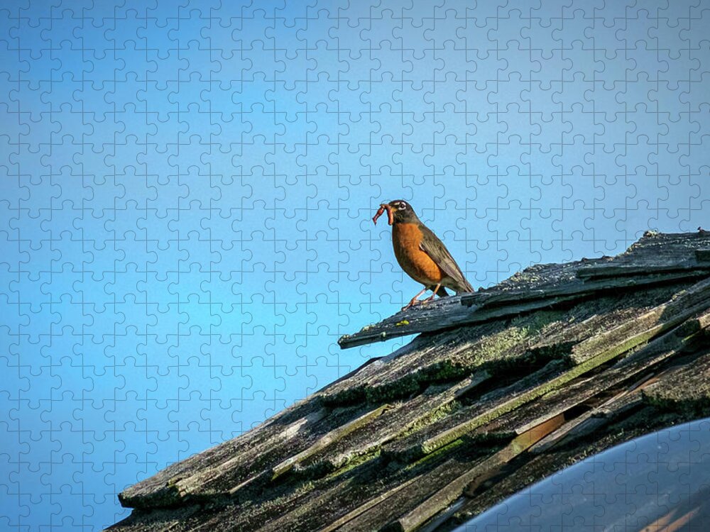 Bird Jigsaw Puzzle featuring the photograph The Early Bird Gets the Worm by Mary Lee Dereske