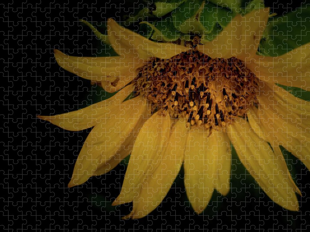 Flower Jigsaw Puzzle featuring the photograph The Flashy Wild Sunflower by Laura Putman