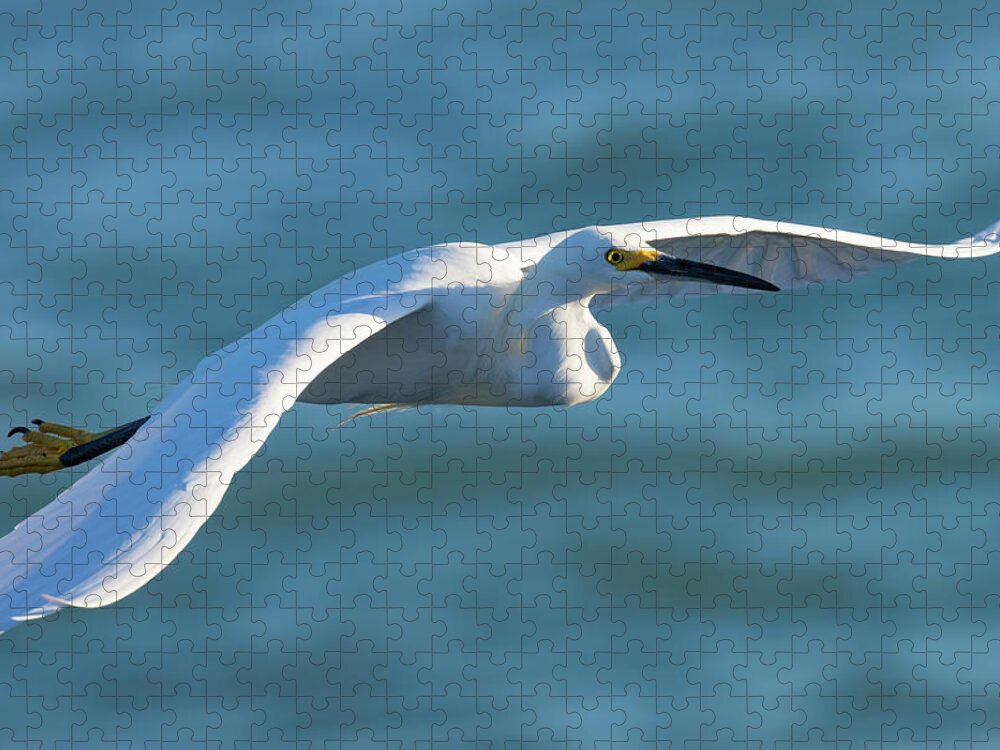 Snowy Egret Jigsaw Puzzle featuring the photograph The Glideslope by RD Allen