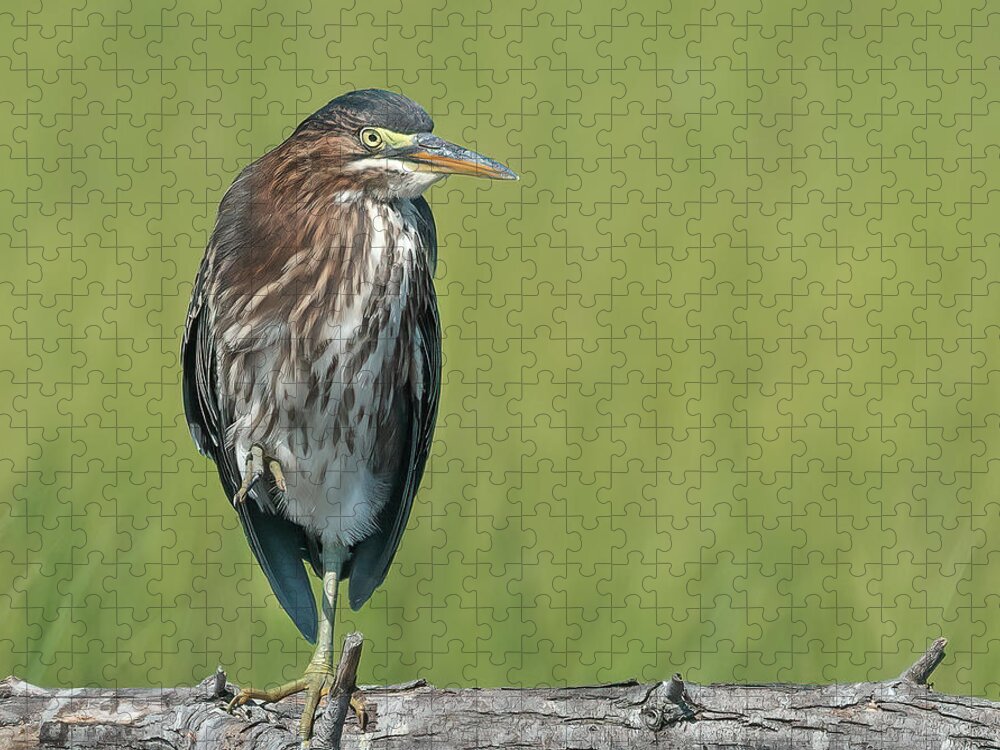 Green Heron Jigsaw Puzzle featuring the photograph The Green Heron by Sylvia Goldkranz