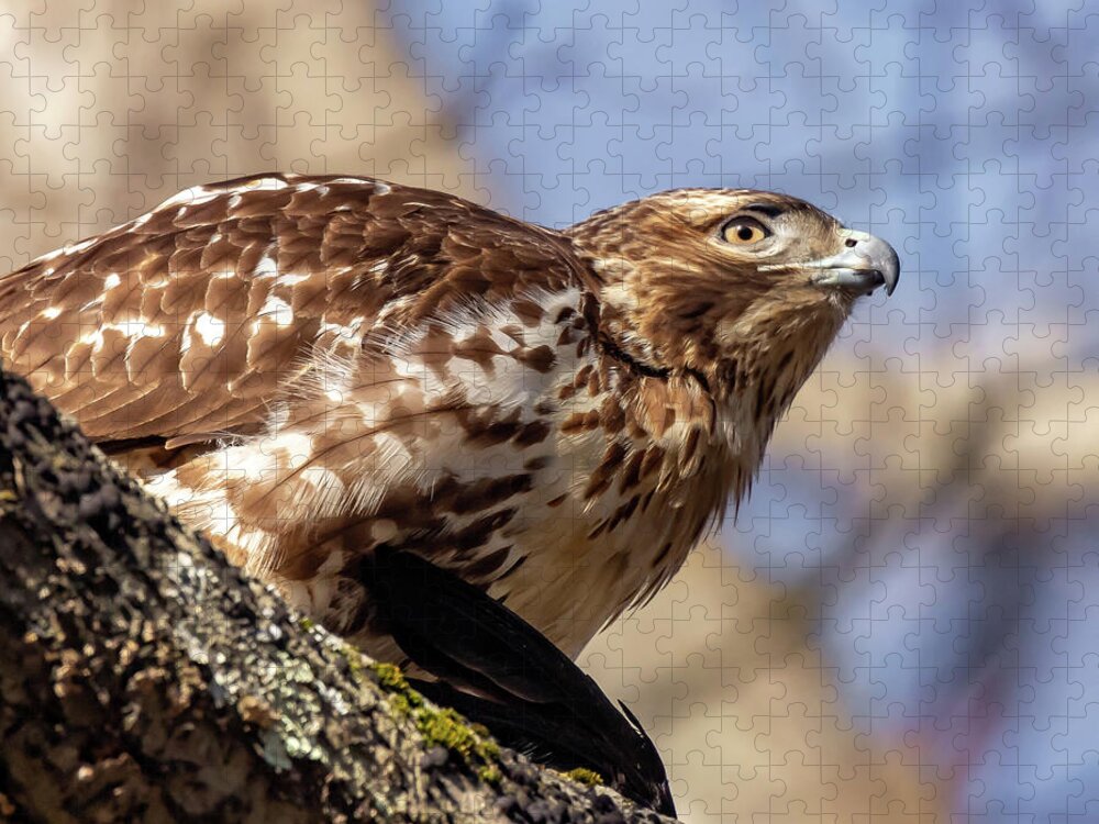 Bird Of Pray Jigsaw Puzzle featuring the photograph The Hawk by William Bretton
