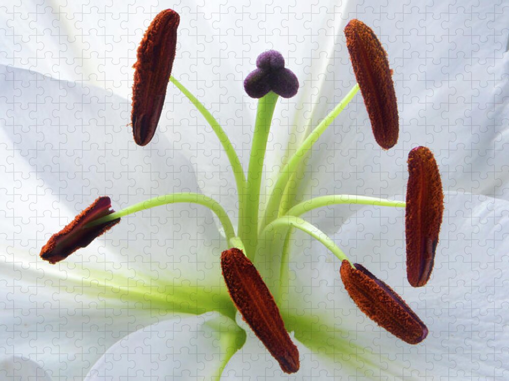 White Lily Jigsaw Puzzle featuring the photograph The Heart of Lily by Terence Davis