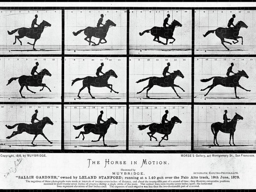 Puzzle　1878.　in　Hill　Motion.　by　Pixels　Horse　photograph.　Jigsaw　Tom　Puzzles　The　Muybridge