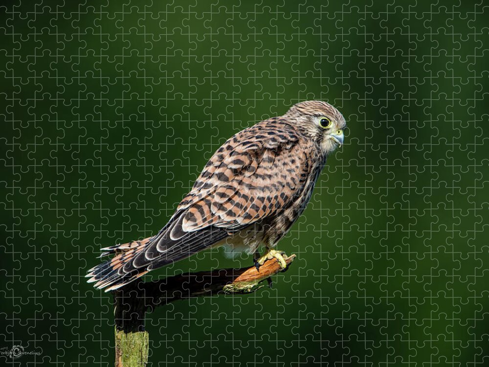 Kestrel Jigsaw Puzzle featuring the photograph The hunting position in profile for the young kestrel by Torbjorn Swenelius
