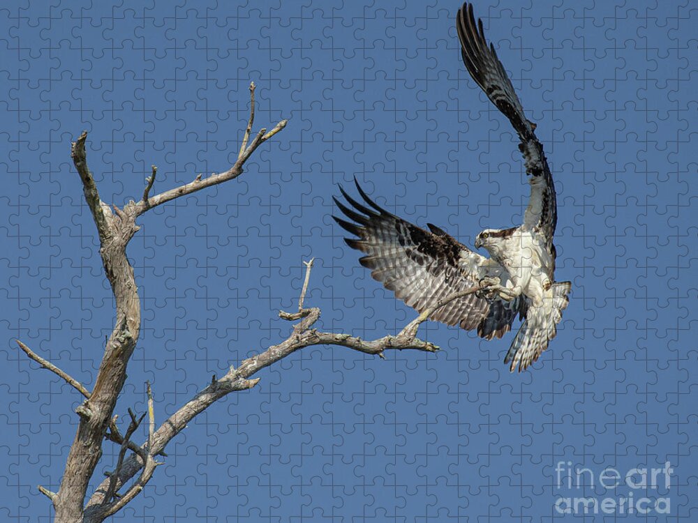 Accipitridae Jigsaw Puzzle featuring the photograph The Landing by Maresa Pryor-Luzier
