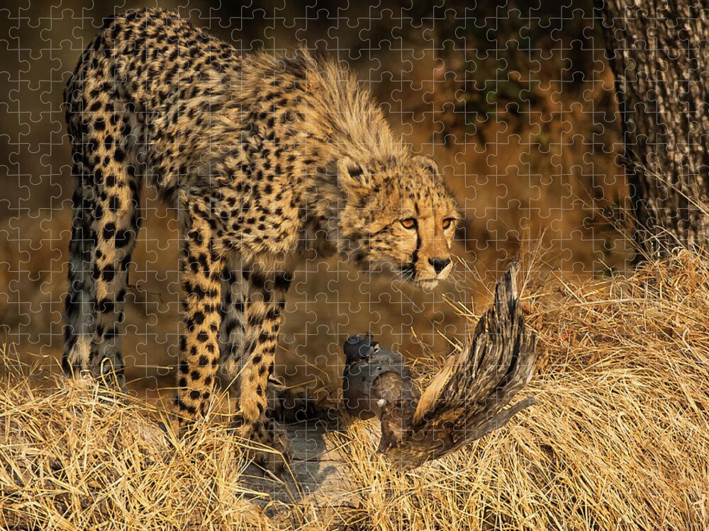 Cheetah Jigsaw Puzzle featuring the photograph The Lookout by Linda Villers