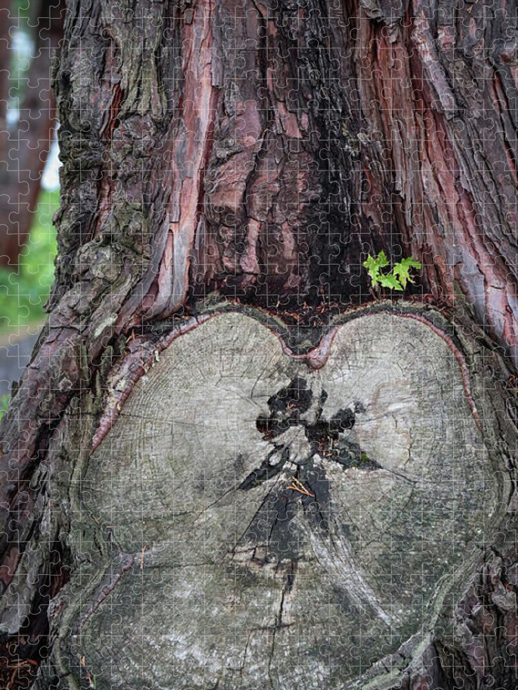 Tree Jigsaw Puzzle featuring the photograph The Love of a Tree by D Lee