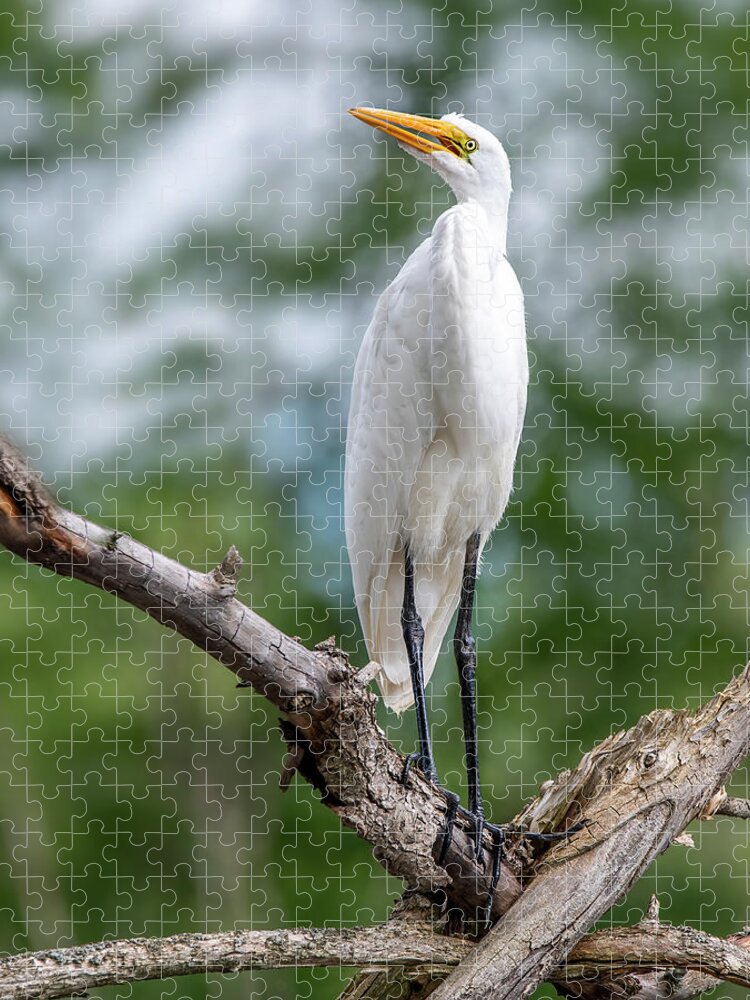 Egret Jigsaw Puzzle featuring the photograph The Magestic Egret by Regina Muscarella