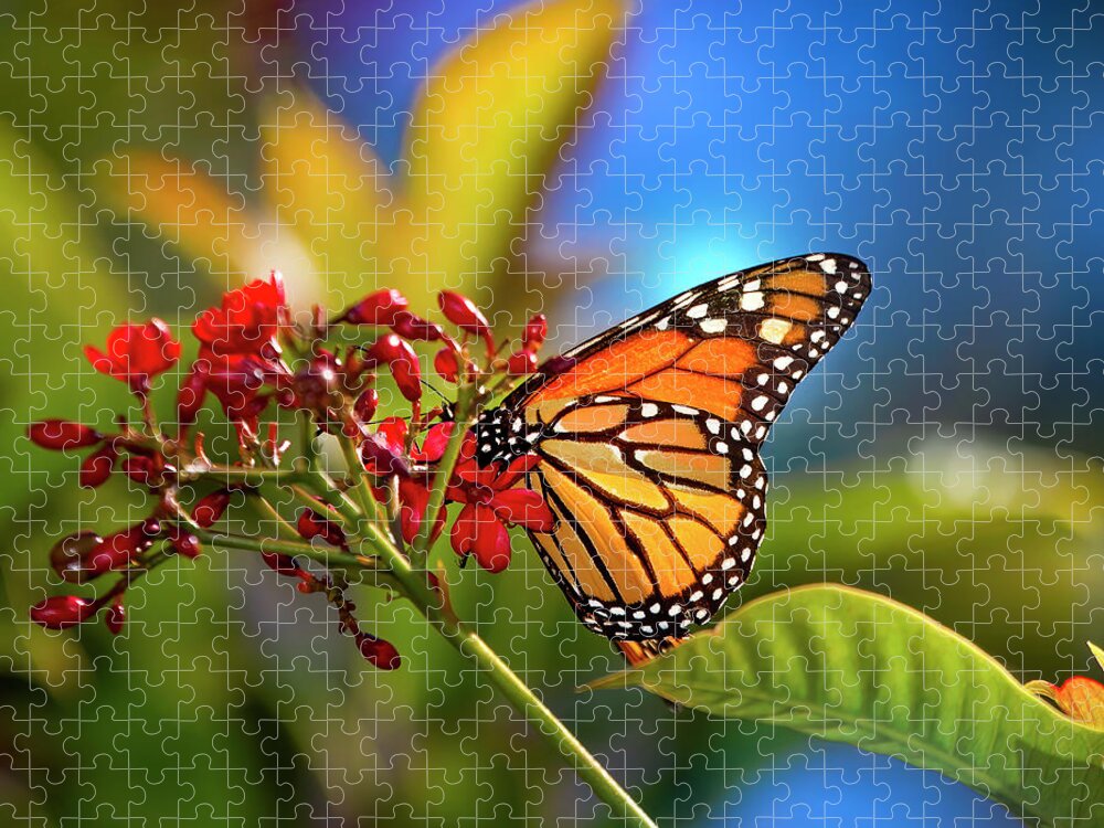 Butterfly Jigsaw Puzzle featuring the photograph The Monarch Butterfly by Mark Andrew Thomas