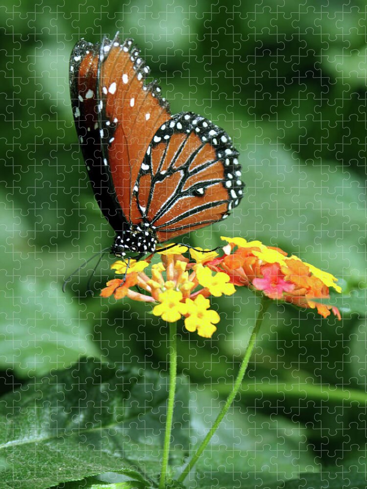 Insect Jigsaw Puzzle featuring the photograph The Monarch by Jim Feldman