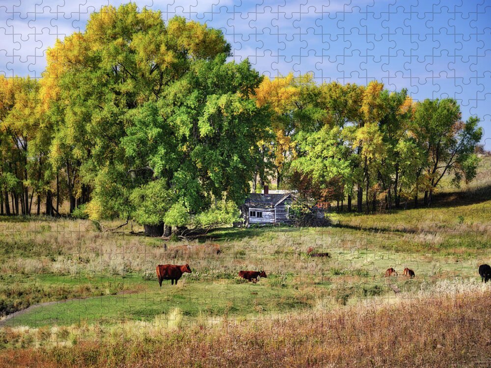 Abandoned Jigsaw Puzzle featuring the photograph The Old Buchta Place - abandoned homestead on ND prairie with Simmental cattle grazing by Peter Herman