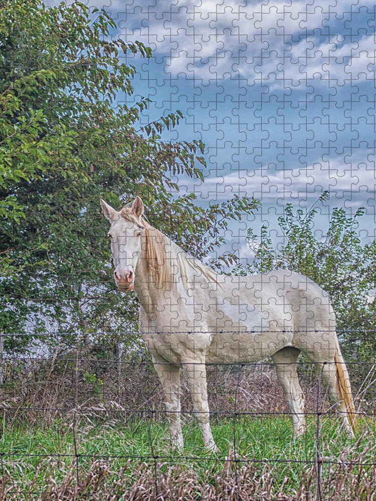 Horse Jigsaw Puzzle featuring the photograph The Old Gray Mare - Rural Indiana by Bob Decker