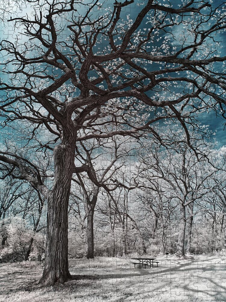 Oak Jigsaw Puzzle featuring the photograph The Picnic Oak - Oak leafing out at Lake Kegonsa state park with picnic table in infrared by Peter Herman