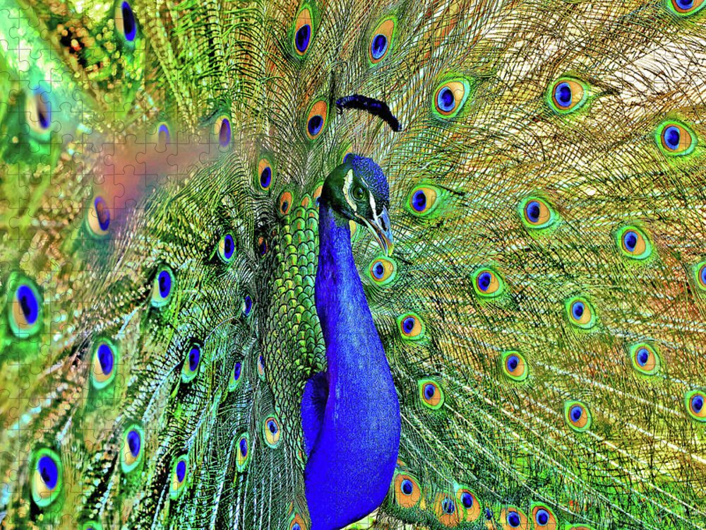 Peacock Feathers Jigsaw Puzzle featuring the photograph The Prince by Az Jackson