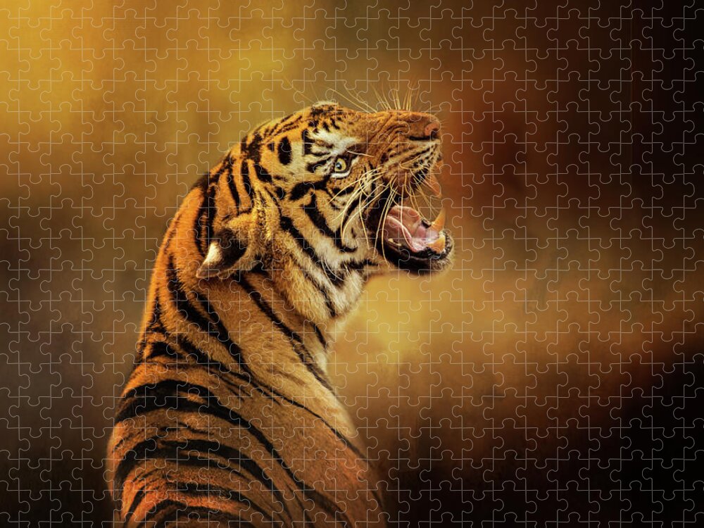 Tiger Wallpaper 🐅 in 2023  Tiger photography, Big cats photography, Tiger  pictures