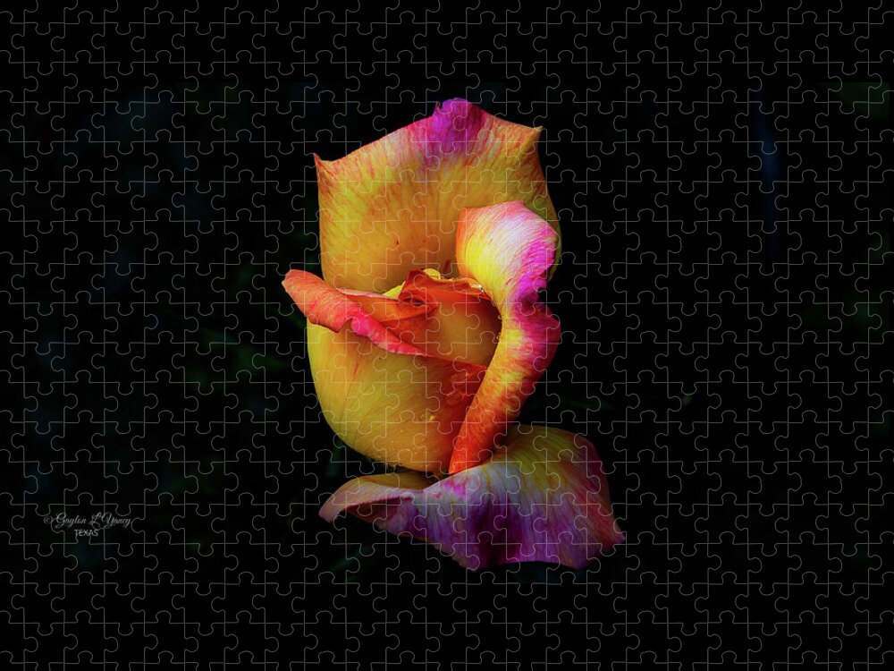 Flowers Jigsaw Puzzle featuring the photograph The Rose by G Lamar Yancy