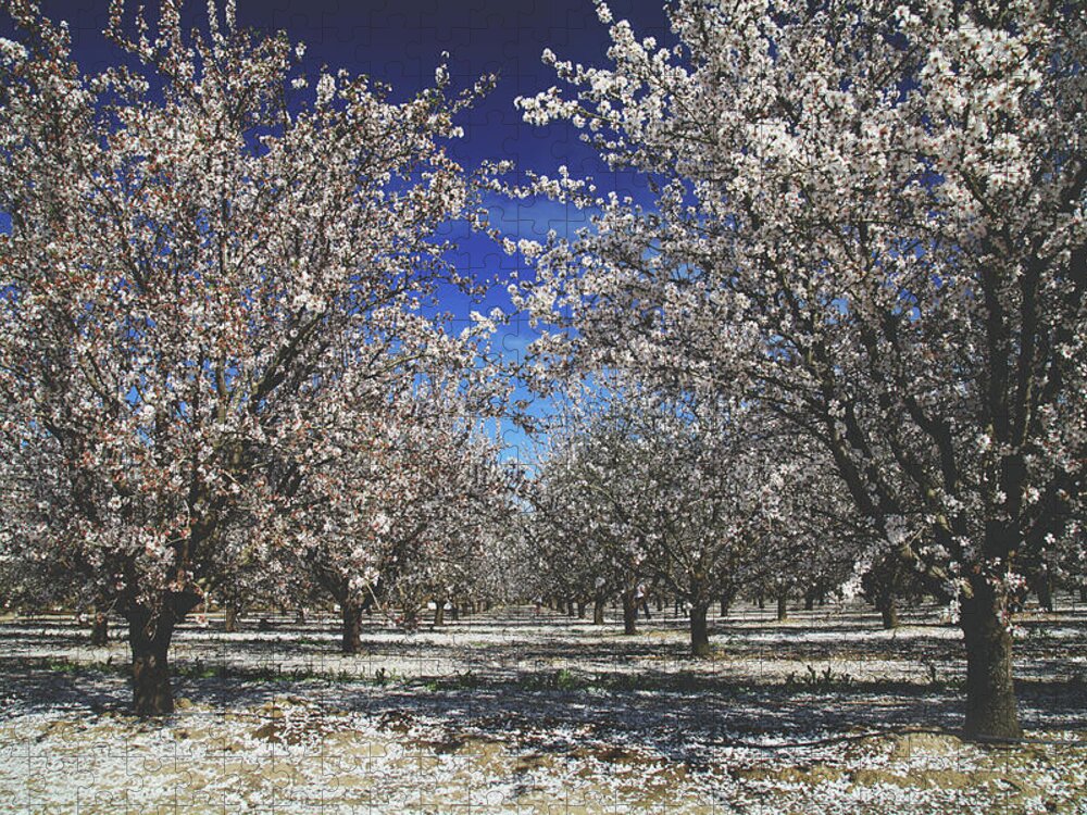 Fresno Blossom Trail Jigsaw Puzzle featuring the photograph The Season of Us by Laurie Search