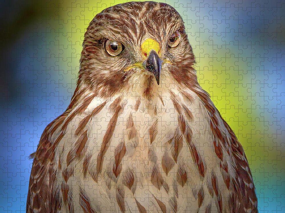 Red Shouldered Hawk Jigsaw Puzzle featuring the photograph The Serious Hawk by Mark Andrew Thomas