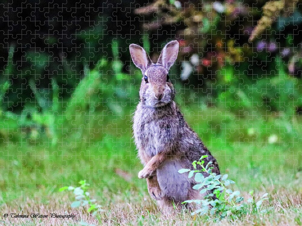 Rabbit Jigsaw Puzzle featuring the photograph The Startled Bunny by Tahmina Watson
