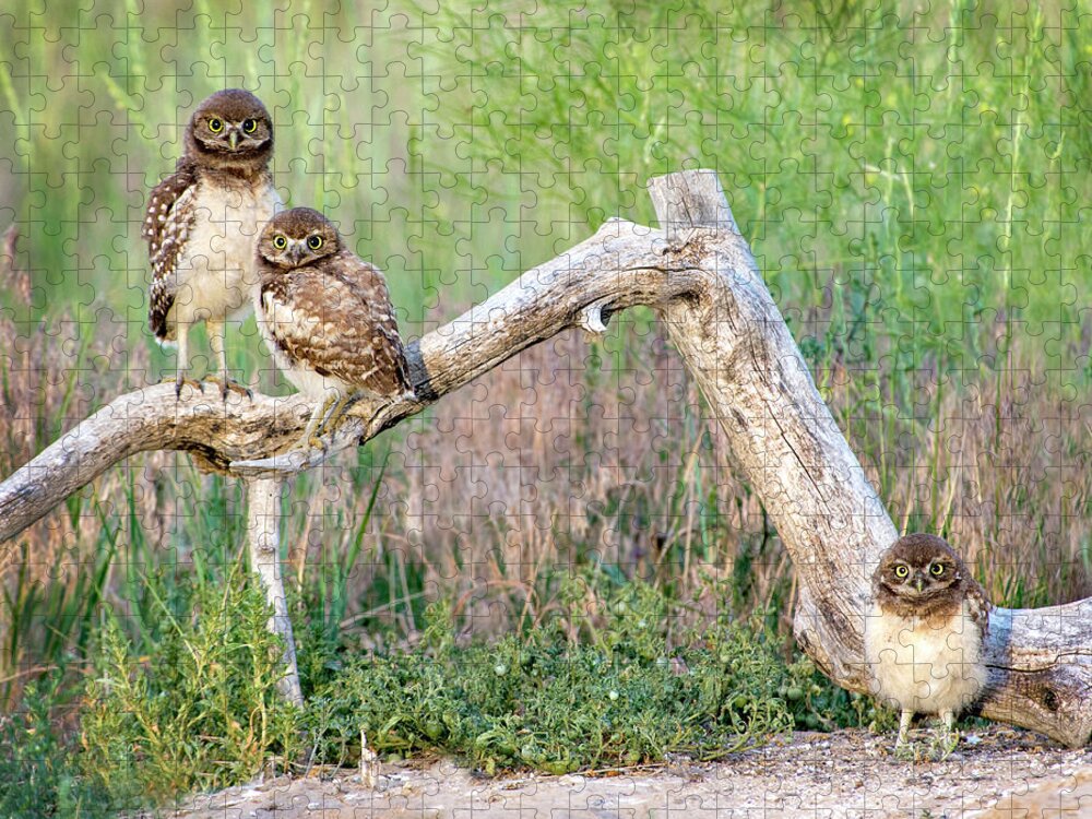 Burrowing Owl Jigsaw Puzzle featuring the photograph The Three Musketeers by Judi Dressler