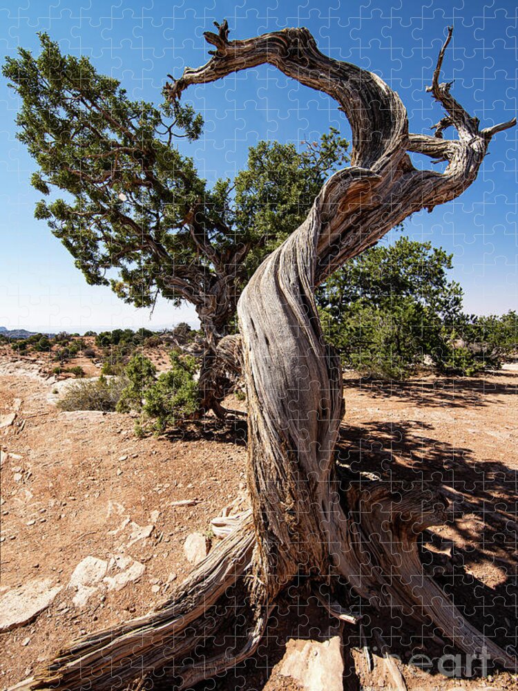 Wayne Moran Photograpy Jigsaw Puzzle featuring the photograph The Tree Canyonlands National Park Utah Grand View Trail by Wayne Moran