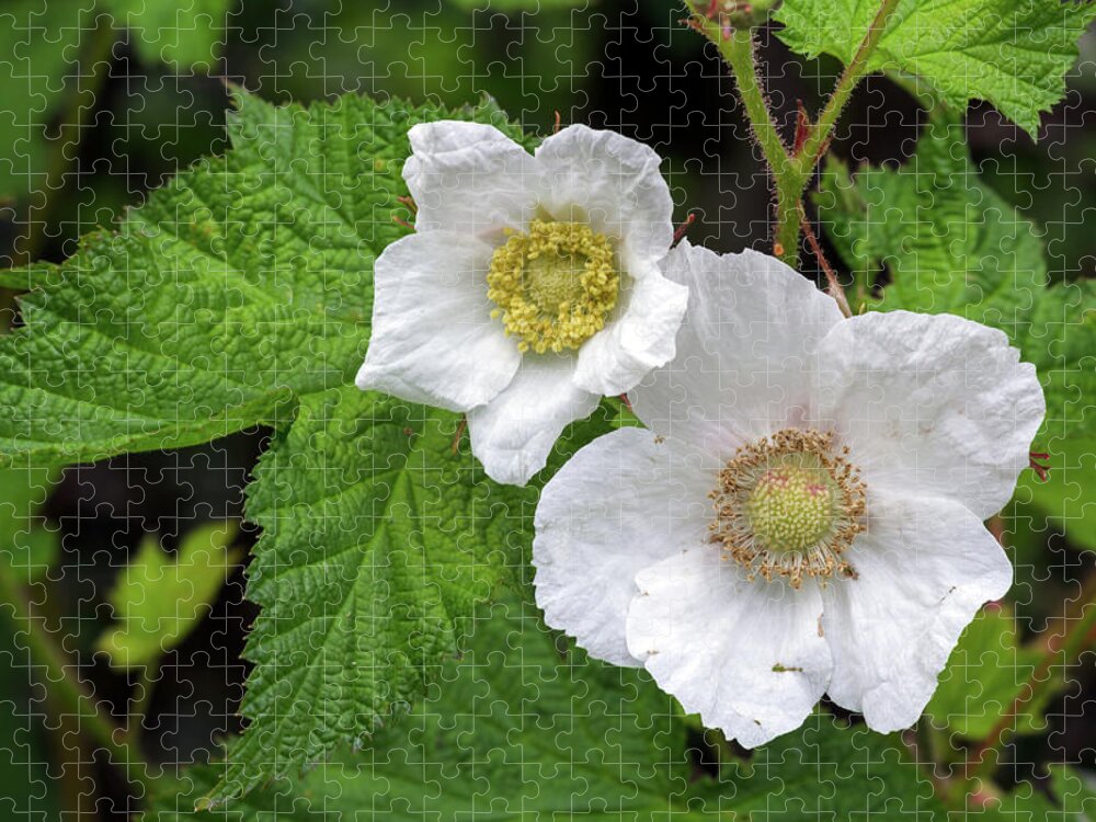 Thimbleberry Jigsaw Puzzle featuring the photograph Thimbleberry by Michael Russell