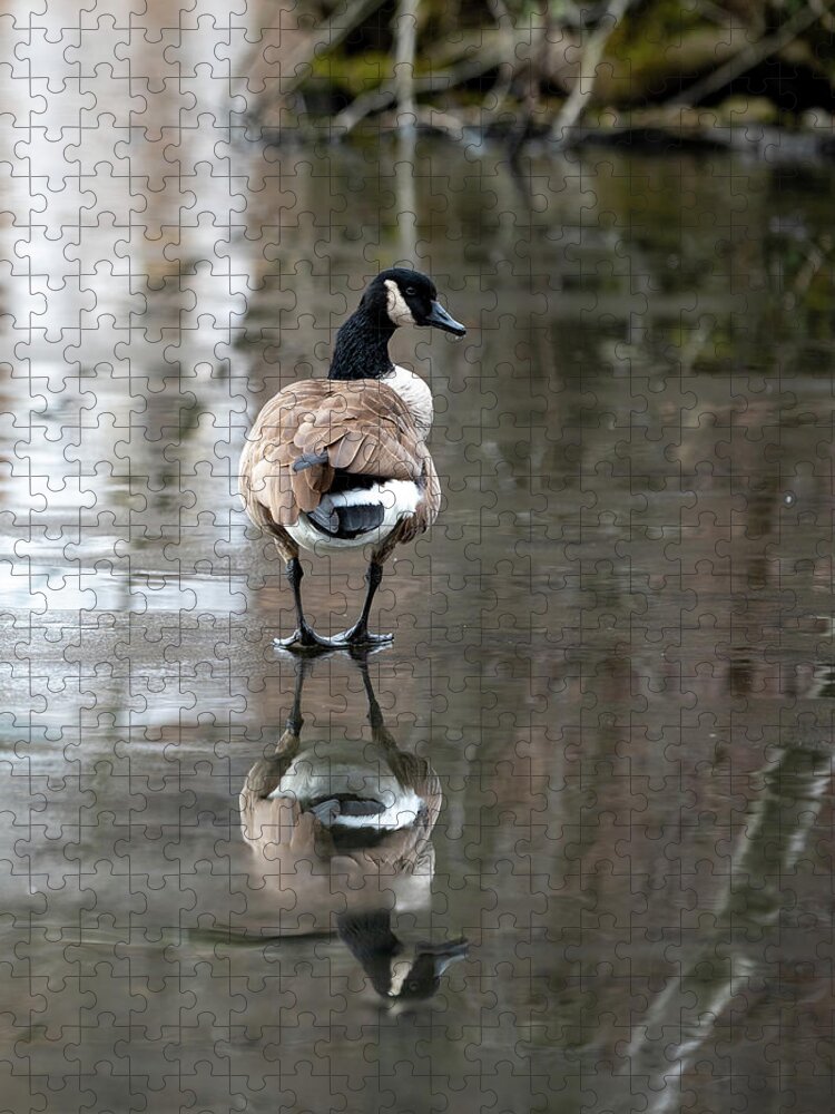 Canadian Goose Jigsaw Puzzle featuring the photograph Thin Ice by Kevin Suttlehan