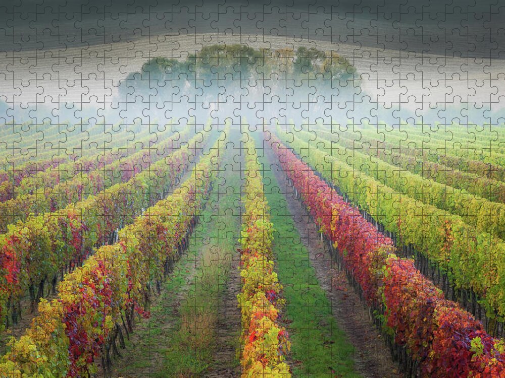 Vineyards Jigsaw Puzzle featuring the photograph Thin red line by Piotr Skrzypiec