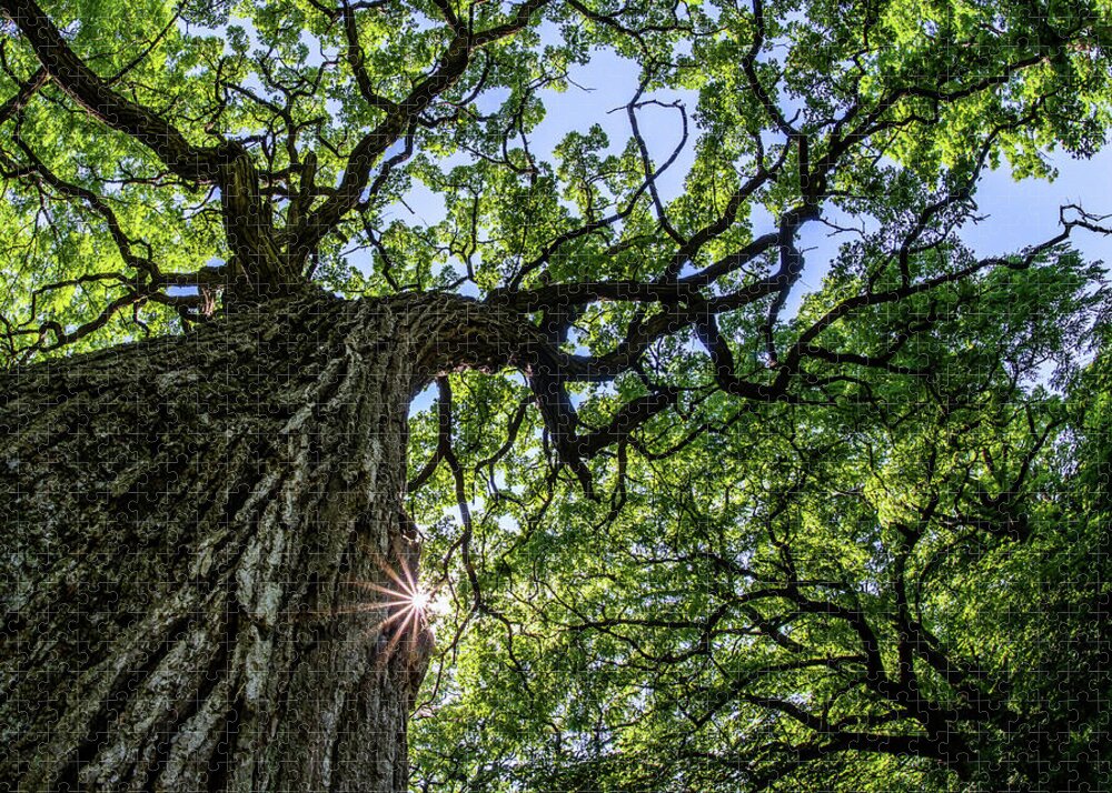 Oak Jigsaw Puzzle featuring the photograph Things are Looking Up #2 - Mighty Oak in Lake Kegonsa SP - WI by Peter Herman