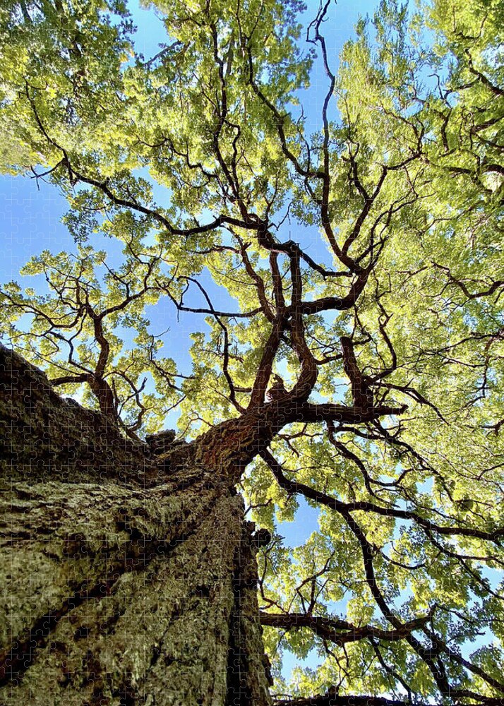 Oak Jigsaw Puzzle featuring the photograph Things are Looking Up - Mighty Oak in Lake Kegonsa SP - WI by Peter Herman