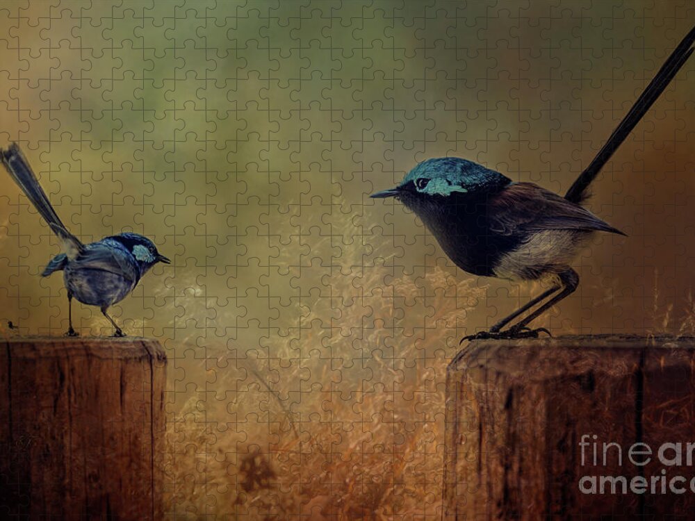 Blue Wrens Jigsaw Puzzle featuring the photograph This is my Perch by Elaine Teague