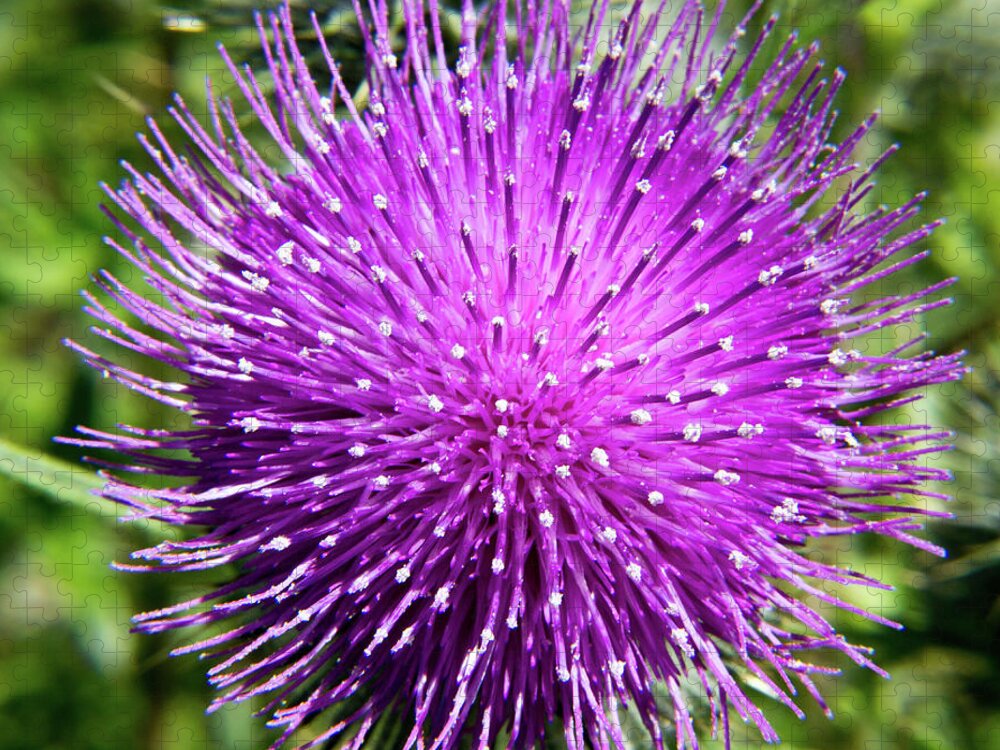 Olympic Peninsula Jigsaw Puzzle featuring the photograph Thistle Bloom by David Desautel