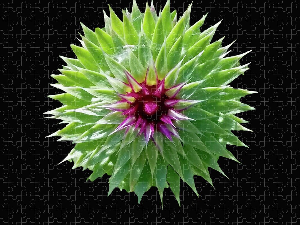 Thistle Bloom Jigsaw Puzzle featuring the photograph Thistle Bloom by Ira Marcus