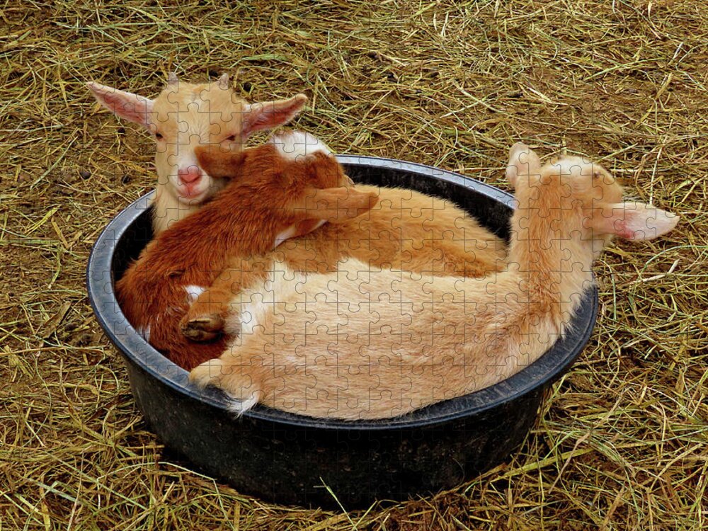 Goats Jigsaw Puzzle featuring the photograph Three Baby Goats in a Bowl by Linda Stern