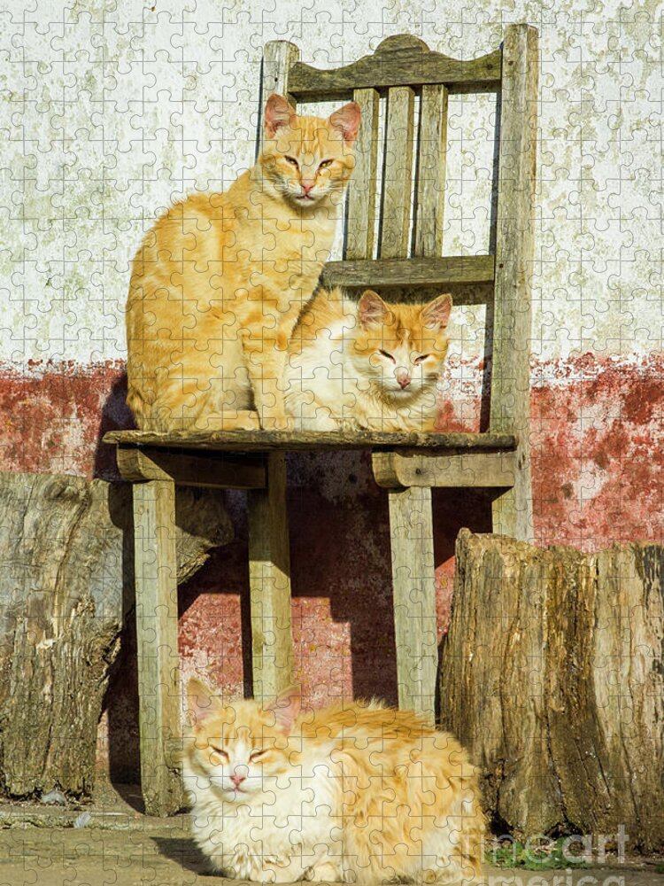 Three Cats Jigsaw Puzzle featuring the photograph Three farm cats on a chair, Cercal, Portugal by Neale And Judith Clark