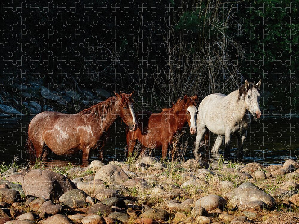 Horses Jigsaw Puzzle featuring the photograph Three Kings by Carmen Kern